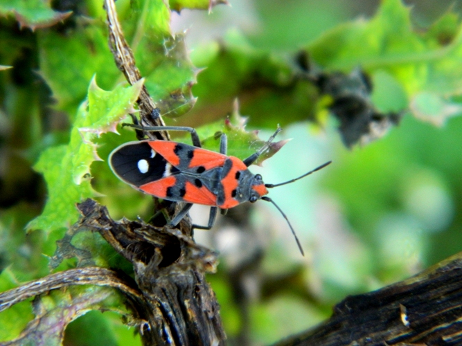 Lygaeidae: Lygaeus equestris della Lombardia (MN)